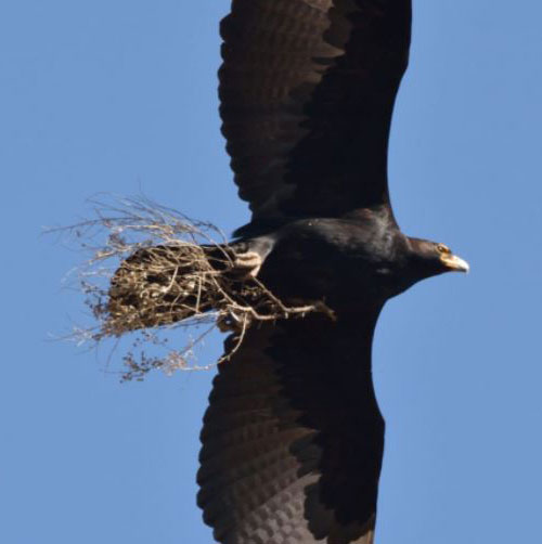 Verreaux’s-Eagles3